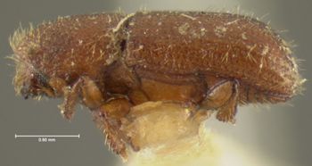 Media type: image;   Entomology 1018 Aspect: habitus lateral view